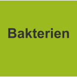 Bakterien